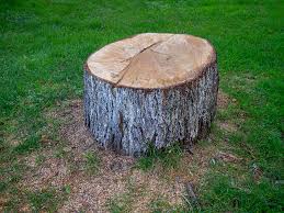 How Our Tree Care Process Works  in  Coral Gables, FL