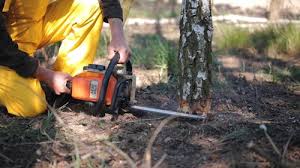 Best Tree Health Inspection  in Coral Gables, FL