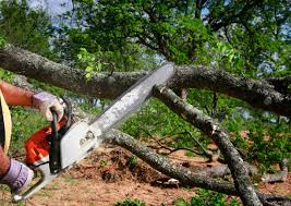Best Lawn Maintenance Plans  in Coral Gables, FL